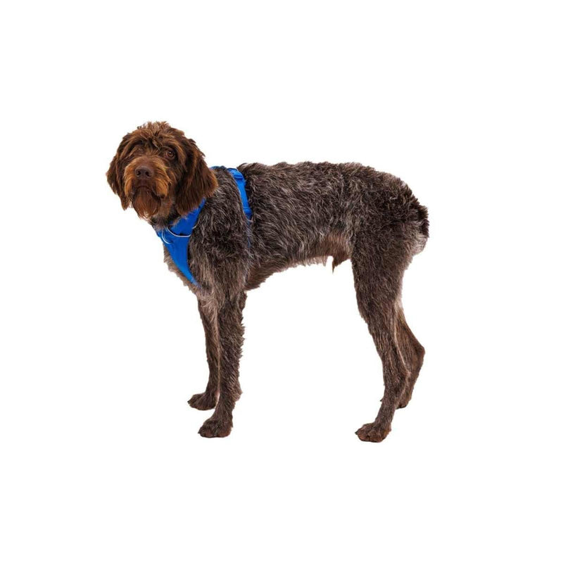 Ruffwear Front Range Dog Harness in Blue Pool (Small)